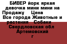 БИВЕР йорк яркая девочка мини мини на Продажу! › Цена ­ 45 000 - Все города Животные и растения » Собаки   . Свердловская обл.,Артемовский г.